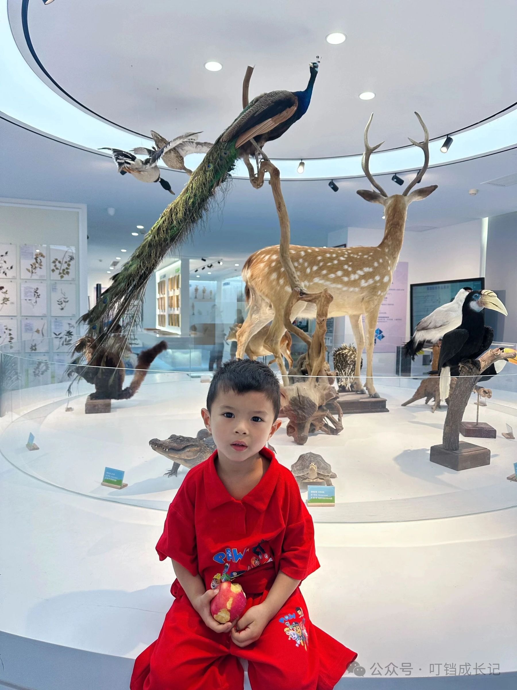 孩子在标本馆环形展台前，背后是梅花鹿、孔雀、鳄鱼等标本