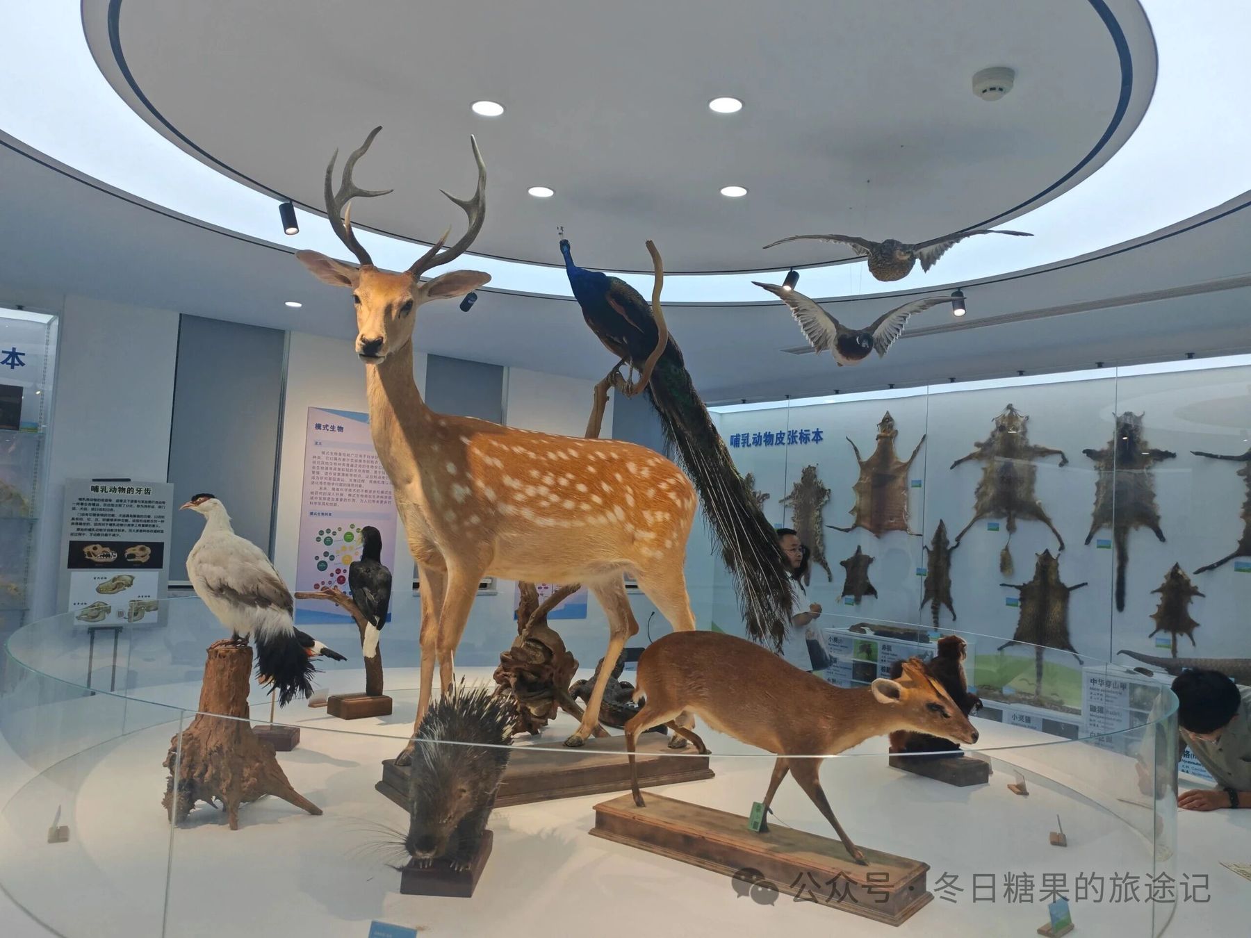 中南大学生物标本馆展厅，梅花鹿、孔雀与鸟类标本环形展台
