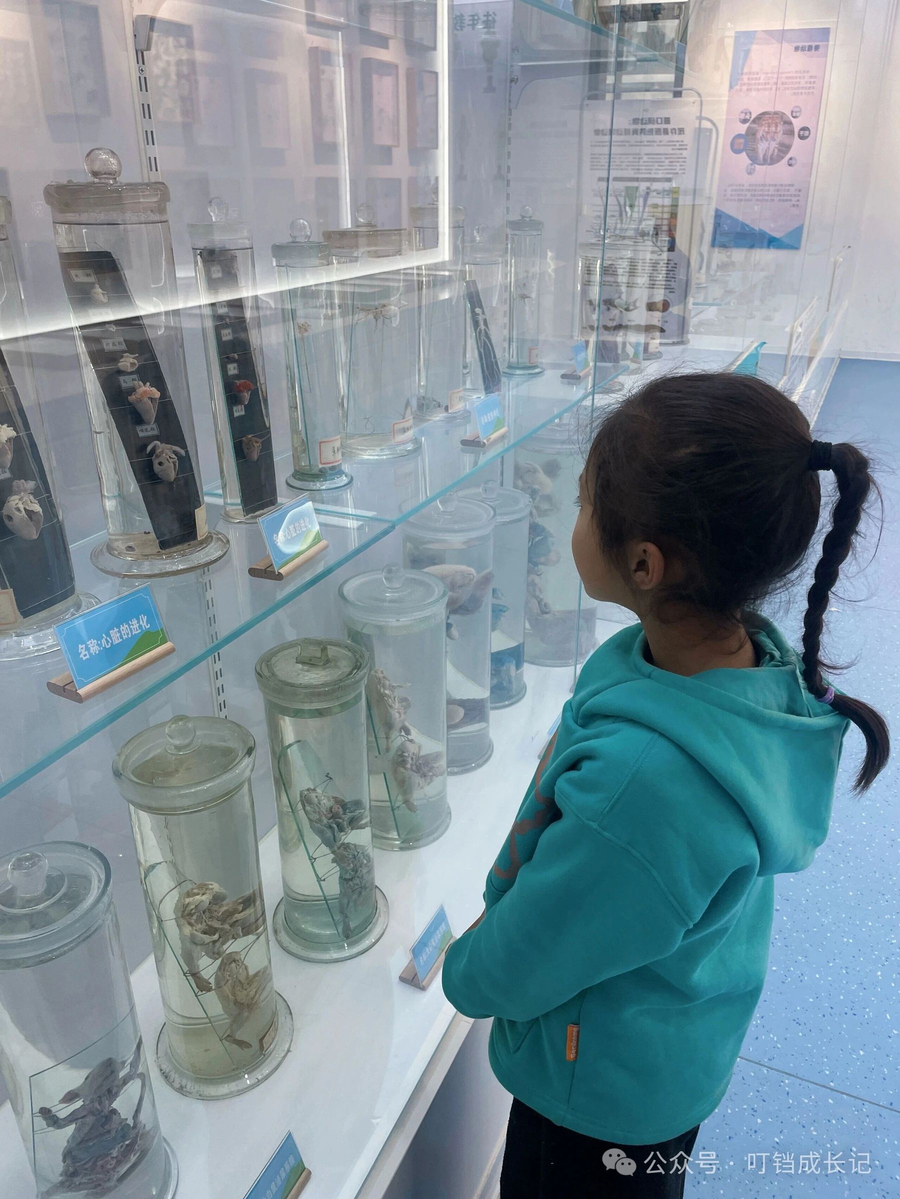 孩子在观察标本馆的浸制标本展柜，标签写着心脏的进化